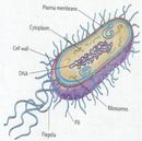 GeneralBacteria.jpg