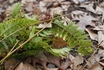 fern.JPG