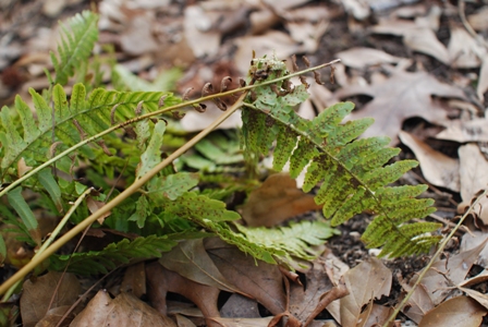 fern.JPG
